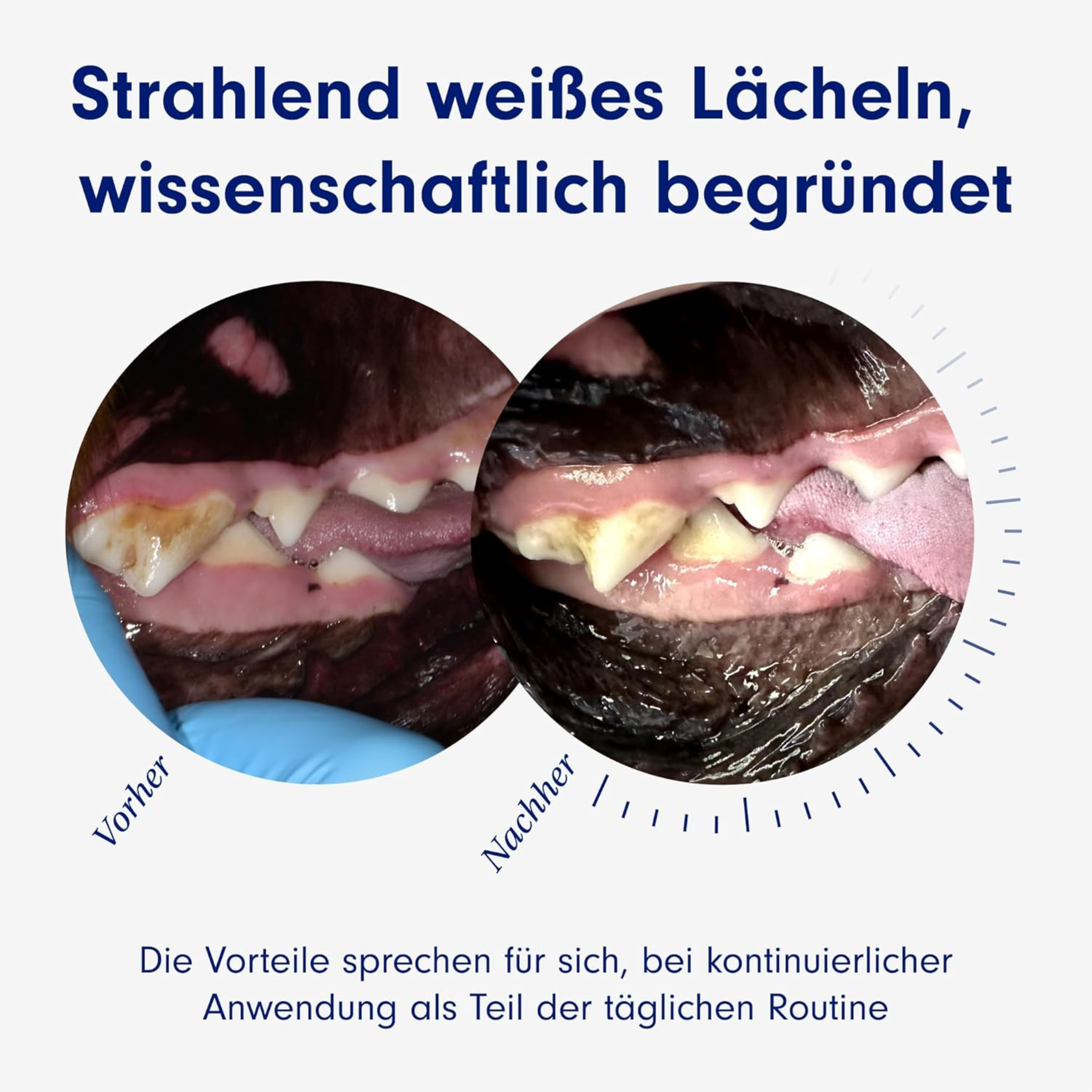 ProBright® - leckeres tägliches Zahnpulver für Hunde gegen Zahnstein & schlechten Atem