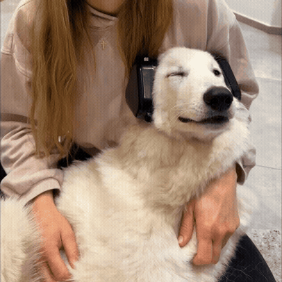 Silent Paws ORIGINAL®